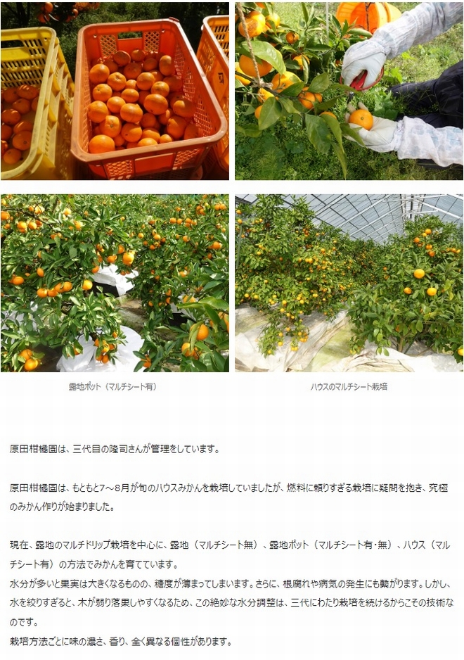 カード・代引限定】 神奈川県産みかん 『原田柑橘園の横須賀