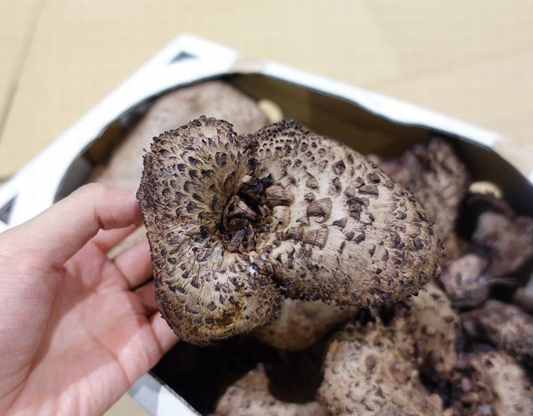 カード・代引限定】 幻のきのこ 香茸 （こうたけ） 長野県・岩手県産