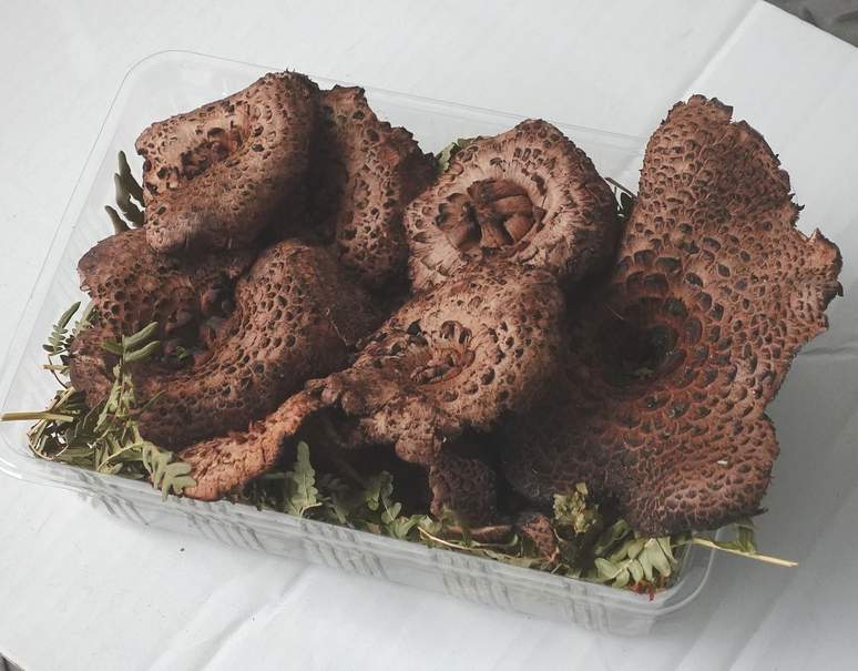 カード・代引限定】 幻のきのこ 香茸 （こうたけ） 長野県・岩手県産