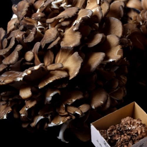 新潟県産 黒舞茸『 真 』 ご家庭用 約700g ※冷蔵 送料無料 : 豊洲から