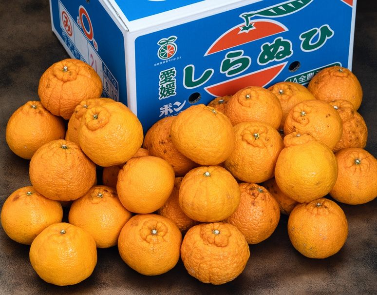 ご自宅用 三崎の 不知火（しらぬひ） 愛媛県産 L〜4L 約10kg 産地箱