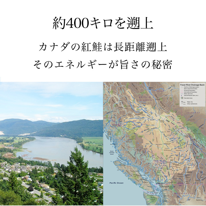 紅鮭,鮭,塩鮭,甘塩,甘塩鮭,ギフト,母の日,父の日,お中元,敬老の日,勤労感謝の日,お歳暮