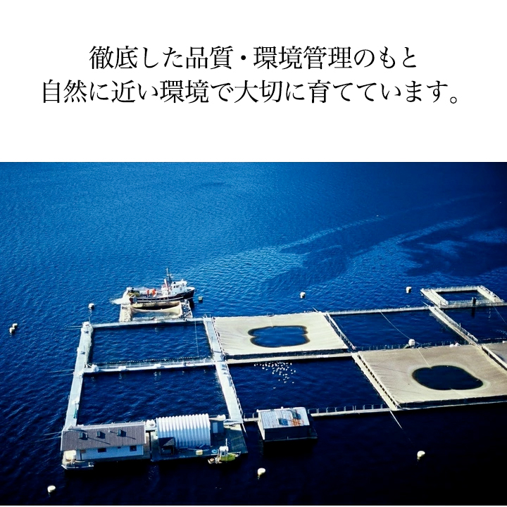 キングサーモン 鮭