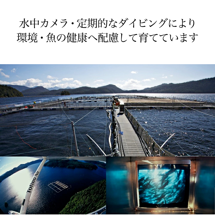 キングサーモン 鮭