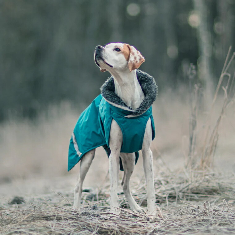 ポイント10倍 フィンランドのドッグブランド【Pomppa】史上最強レベル