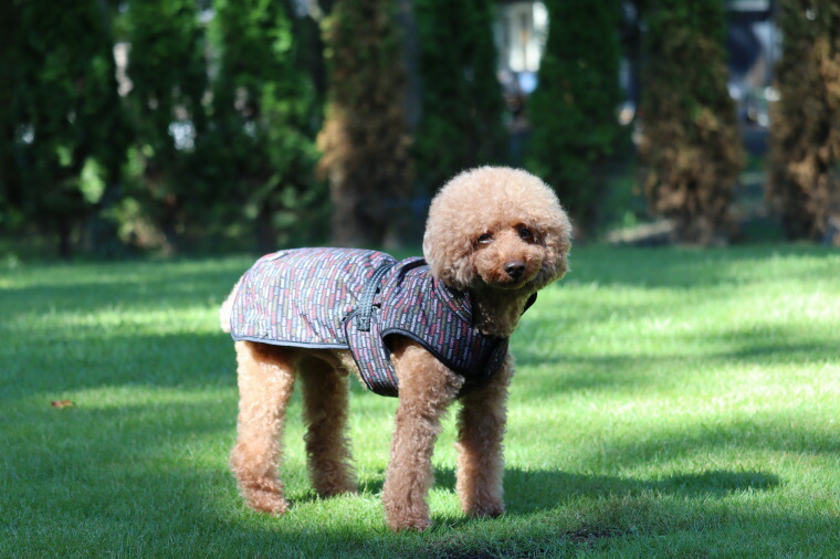 ポイント10倍 [Hakusan]まさに着るお布団ジャケット【ゼロジャケット