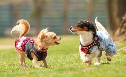 犬の散歩