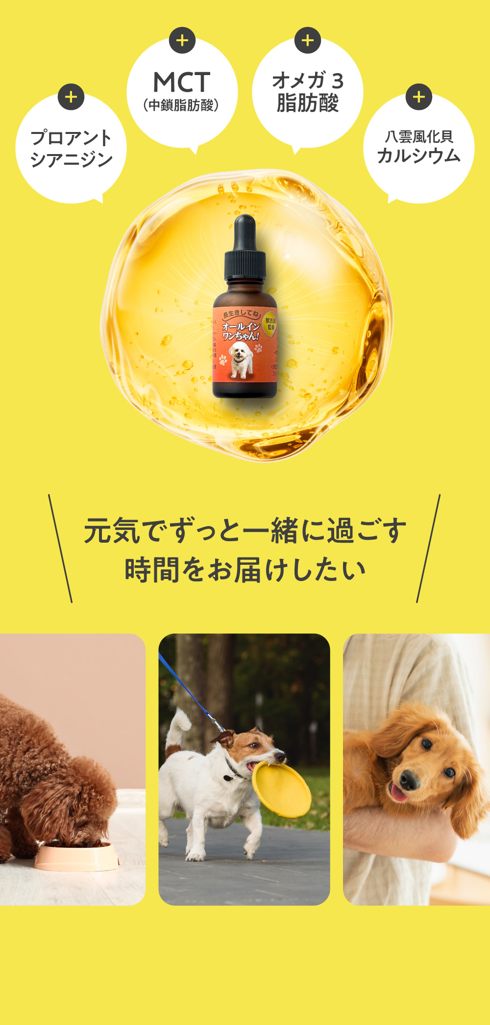 ゲリラセール 【獣医師監修】オールインワンちゃん 健康オイル 犬用