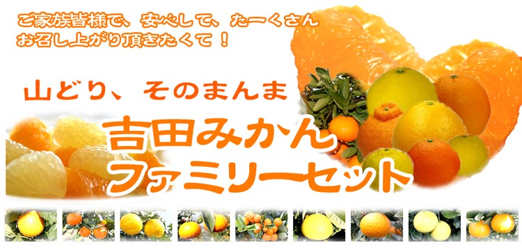 フレッシュ つちやま - ファミリーセット｜Yahoo!ショッピング