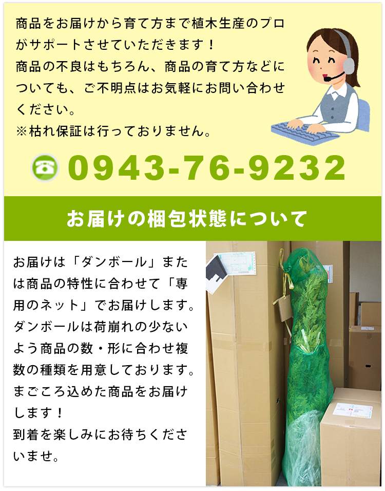 柑橘・みはやPVP樹高0.4m前後 15cmポット ミハヤ みかん 接ぎ木 柑橘・みはやPVP樹高0.4m前後 15cmポット ミハヤ みかん 接ぎ木