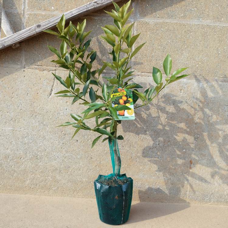 ぷちまる 種無し金柑 PVP苗木 卸売