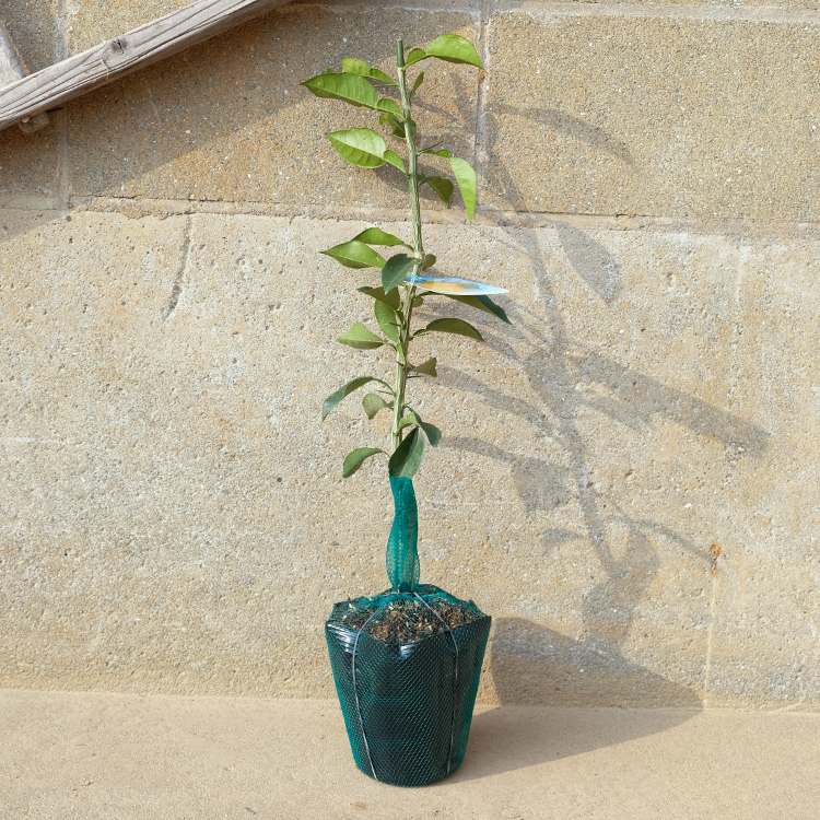花柚子樹高0.4m前後 15cmポット 苗木 一才柚子 1年生 1本で実がなる