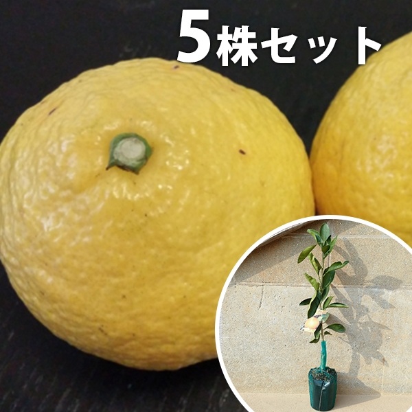 【5本セット】 柑橘・はるか樹高0.4m前後 15cmポット ハルカ みかん 接ぎ木 みかんの木 苗木 1年生 苗 素掘りポット苗 果樹苗 果樹 果樹園用 植木 木
