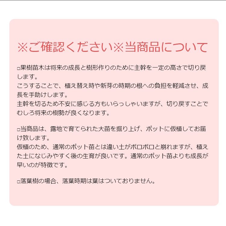 柑橘・みはやPVP樹高0.4m前後 15cmポット ミハヤ みかん 接ぎ木 柑橘・みはやPVP樹高0.4m前後 15cmポット ミハヤ みかん 接ぎ木