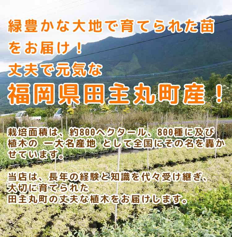 柑橘・みはやPVP樹高0.4m前後 15cmポット ミハヤ みかん 接ぎ木 柑橘・みはやPVP樹高0.4m前後 15cmポット ミハヤ みかん 接ぎ木