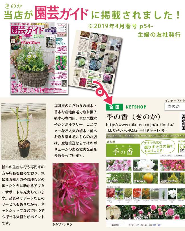果樹 約1.3メートル　ライム苗木 Amazon.co.jp: ITANSE デザートライム 接木苗 15cmポット
