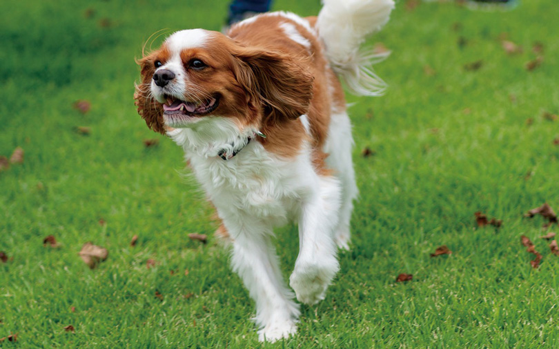 TUNERS　アニマル