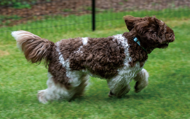 TUNERS　アニマル