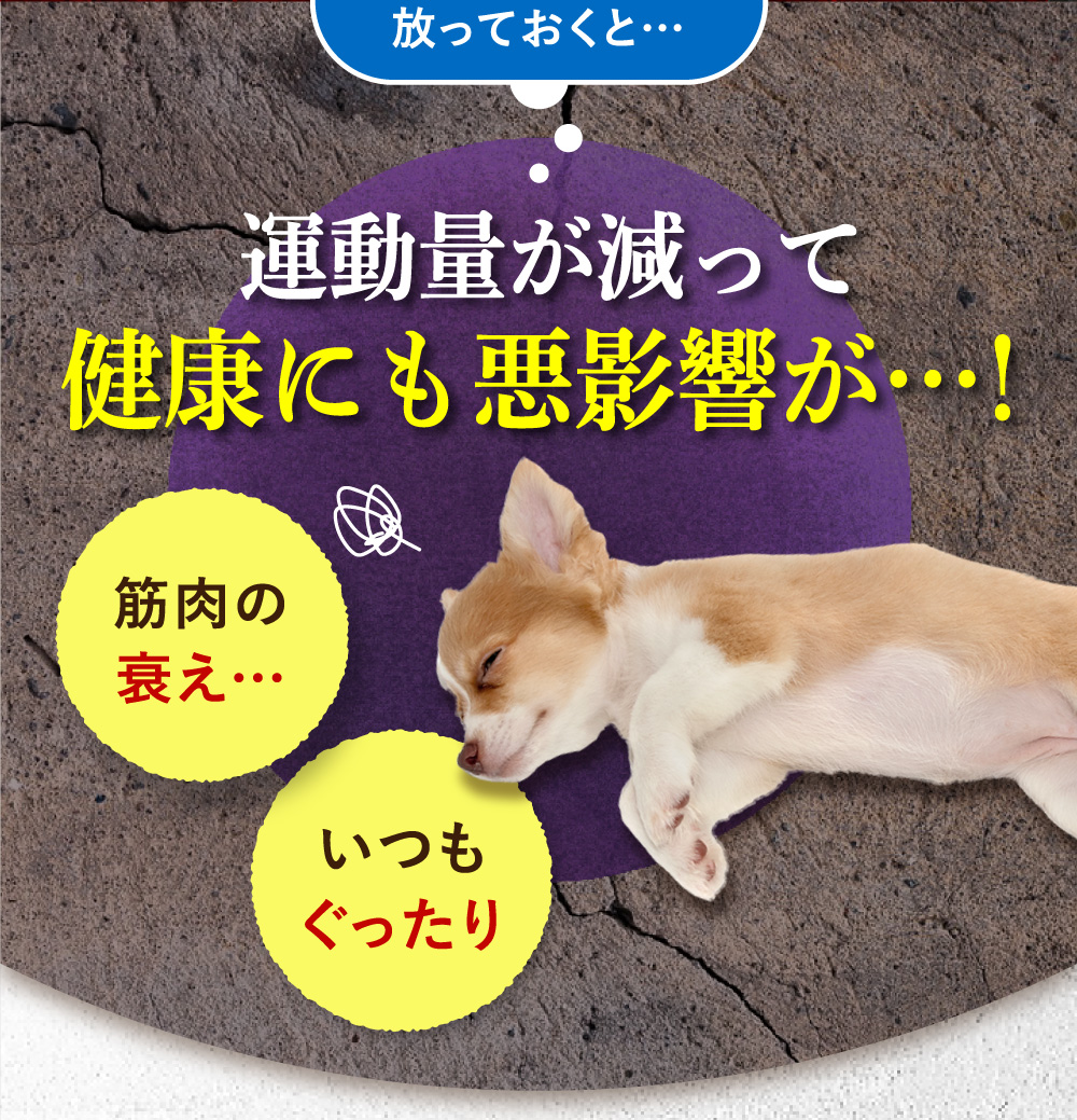 犬 サプリメント