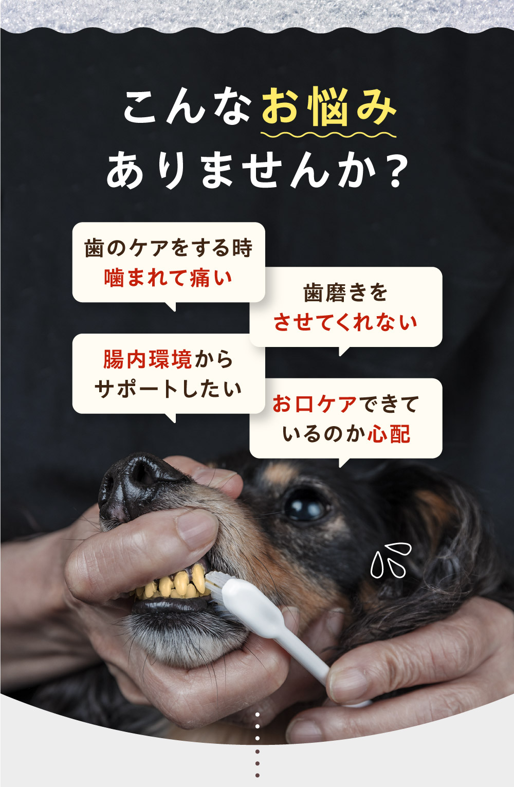 犬 サプリメント