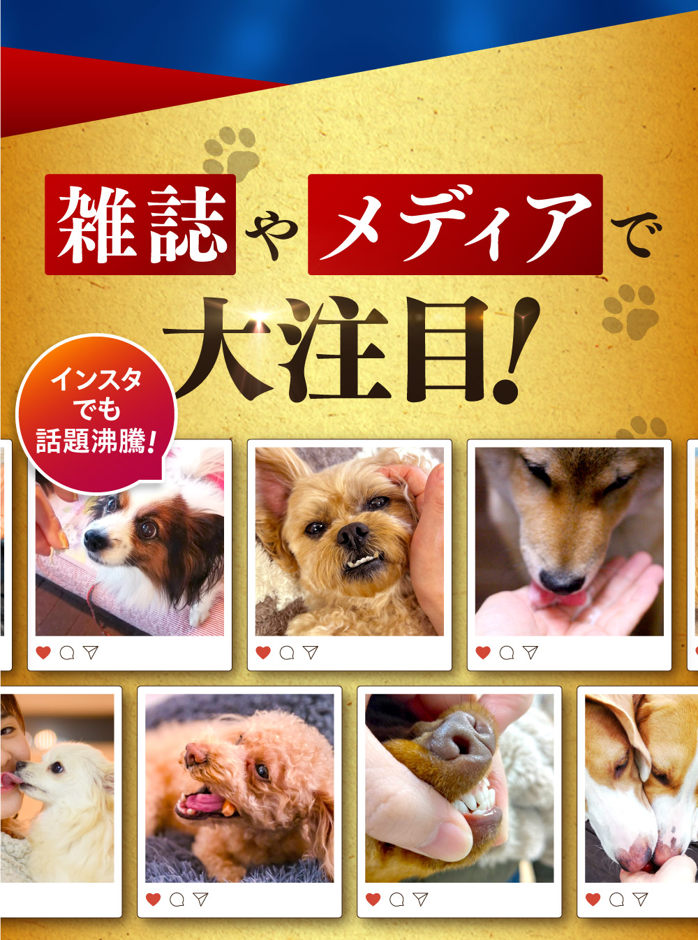 犬 サプリメント