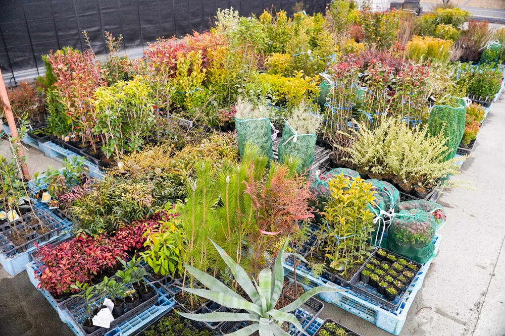 ヒサカキ 樹高0.3m前後 10.5cmポット （ 単 品 ） 苗 植木 苗木 : 花と