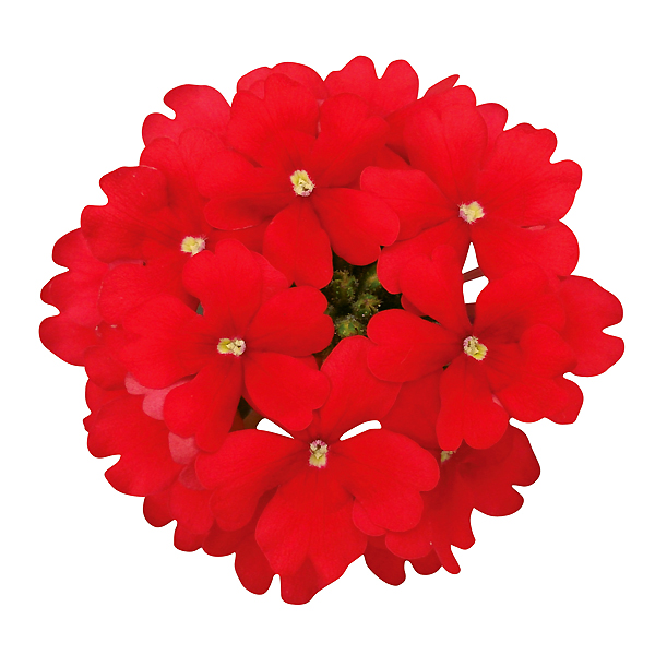 花手毬 絢 はなてまり あや バーベナ 全5色 3号ポット苗 1鉢 早生 大輪 サントリーフラワーズ Suntory Flowers 101 Suntory Hanatemari Aya 渋谷園芸 植木鉢屋 通販 Yahoo ショッピング 花手毬 絢 はなてまり あや バーベナ 全5色 3号ポット苗 1鉢 早生 大輪 サントリーフラワーズ Suntory Flowers 101 Suntory Hanatemari Aya 渋谷園芸 植木鉢屋 通販 Yahoo ショッピング