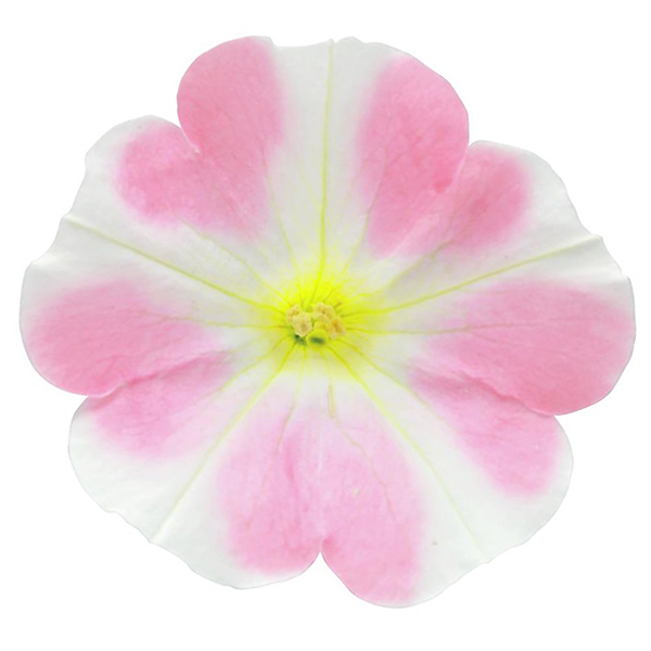 サフィニアアート ペチュニア 1鉢 全6色 3号鉢苗 サントリーフラワーズ Suntory Flowers 花壇苗 101 Suntory Surfinia Art 渋谷園芸 植木鉢屋 通販 Yahoo ショッピング