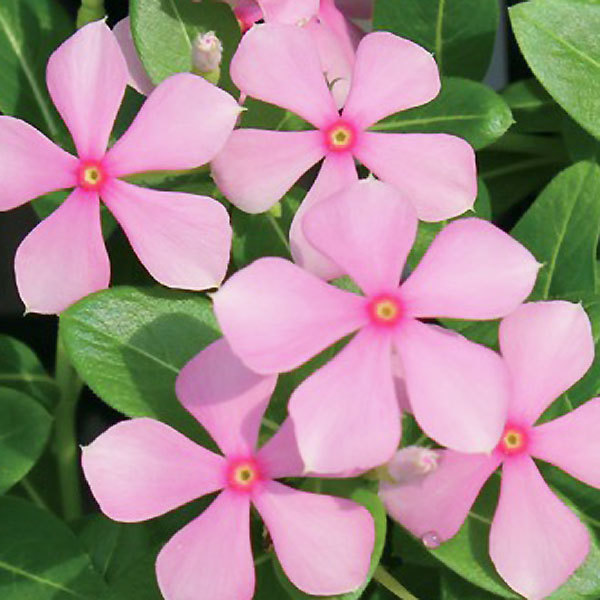 7 8で販売終了 フェアリースター ニチニチソウ 3号ポット苗 全6色 1鉢 サントリーフラワーズ Suntory Flowers 101 Daiichi Fairystar 渋谷園芸 植木鉢屋 通販 Yahoo ショッピング 7 8で販売終了 フェアリースター ニチニチソウ 3号ポット苗 全6色 1鉢 サントリーフラワーズ Suntory Flowers 101 Daiichi Fairystar 渋谷園芸 植木鉢屋 通販 Yahoo ショッピング