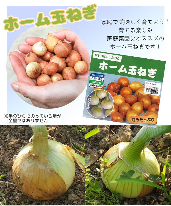 11周年記念イベントが 7月下旬よりお届け 野菜球根 ホーム玉ねぎ タマネギ 約150g入 家庭菜園 コンテナ栽培に 夏 秋植え球根 第四種郵便発送可 Aynaelda Com