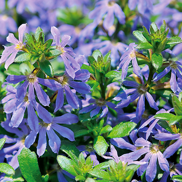 サンク エール スケボラ 3 5号ポット苗 全4色 1鉢 サントリーフラワーズ Suntory Flowers 101 Suntory Cinq Ailes 渋谷園芸 植木鉢屋 通販 Yahoo ショッピング サンク エール スケボラ 3 5号ポット苗 全4色 1鉢 サントリーフラワーズ Suntory Flowers 101 Suntory Cinq Ailes 渋谷園芸 植木鉢屋 通販 Yahoo ショッピング