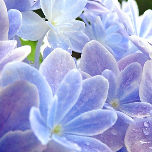 ◆まだ間に合う！◆母の日フラワーギフト　アジサイ 万華鏡  ブルー ピンク 鉢植え 希少品種  鉢植え　育て方付｜uekibachi｜02