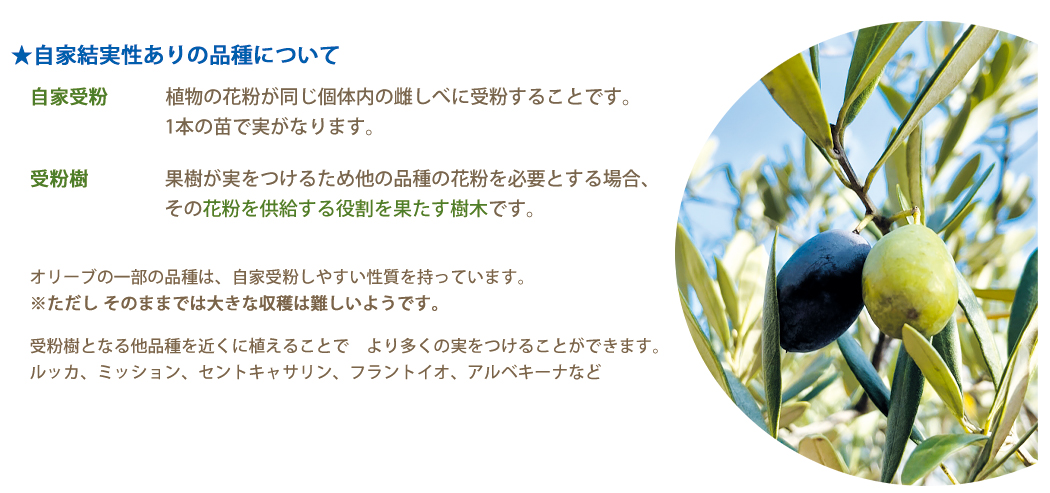 品種について