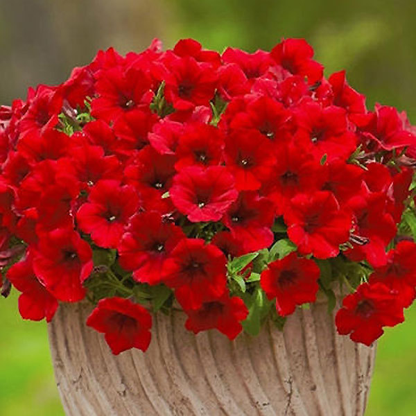 サフィニア 3号ポット苗 1鉢 全12色 ペチュニア カラフル ガーデニング サントリーフラワーズ Suntory Flowers 101 Suntory Surfinia 渋谷園芸 植木鉢屋 通販 Yahoo ショッピング