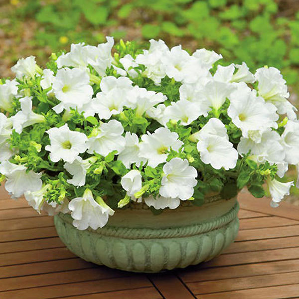 サフィニア 3号ポット苗 1鉢 全12色 ペチュニア カラフル ガーデニング サントリーフラワーズ Suntory Flowers 101 Suntory Surfinia 渋谷園芸 植木鉢屋 通販 Yahoo ショッピング