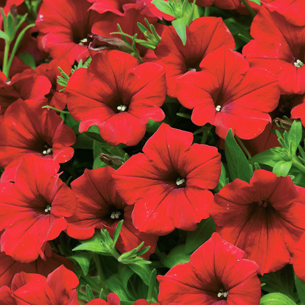 サフィニア 3号ポット苗 単品 1鉢 全12色 ペチュニア カラフル ガーデニング サントリーフラワーズ Suntory Flowers 101 Suntory Surfinia 渋谷園芸 植木鉢屋 通販 Yahoo ショッピング