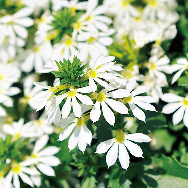 サンク エール スケボラ 3 5号ポット苗 全4色 1鉢 サントリーフラワーズ Suntory Flowers 101 Suntory Cinq Ailes 渋谷園芸 植木鉢屋 通販 Yahoo ショッピング サンク エール スケボラ 3 5号ポット苗 全4色 1鉢 サントリーフラワーズ Suntory Flowers 101 Suntory Cinq Ailes 渋谷園芸 植木鉢屋 通販 Yahoo ショッピング