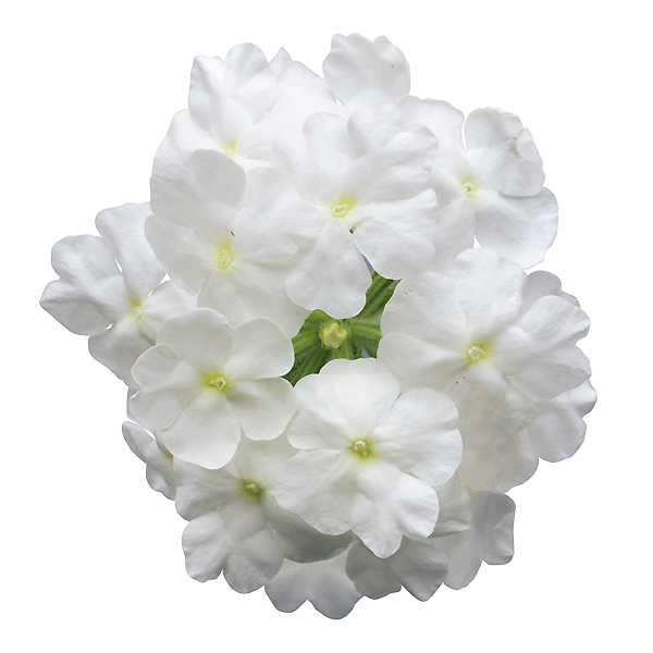 花手毬 絢 はなてまり あや バーベナ 全5色 3号ポット苗 1鉢 早生 大輪 サントリーフラワーズ Suntory Flowers 101 Suntory Hanatemari Aya 渋谷園芸 植木鉢屋 通販 Yahoo ショッピング 花手毬 絢 はなてまり あや バーベナ 全5色 3号ポット苗 1鉢 早生 大輪 サントリーフラワーズ Suntory Flowers 101 Suntory Hanatemari Aya 渋谷園芸 植木鉢屋 通販 Yahoo ショッピング