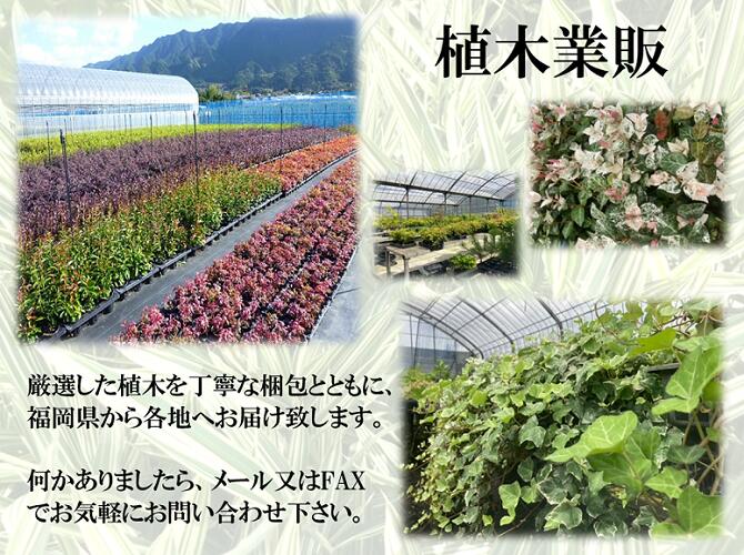 タイム / 12cmポット (30本セット) (送料無料) 販売 苗 植木 苗木 庭木 木