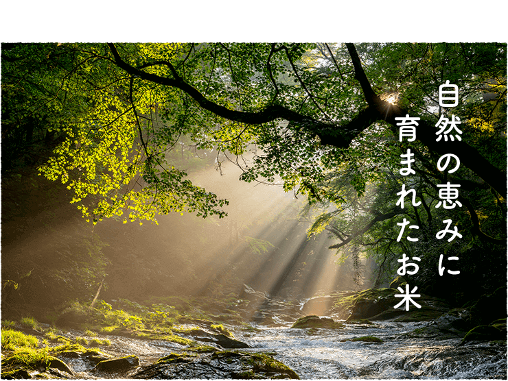 自然の恵みに育まれたお米