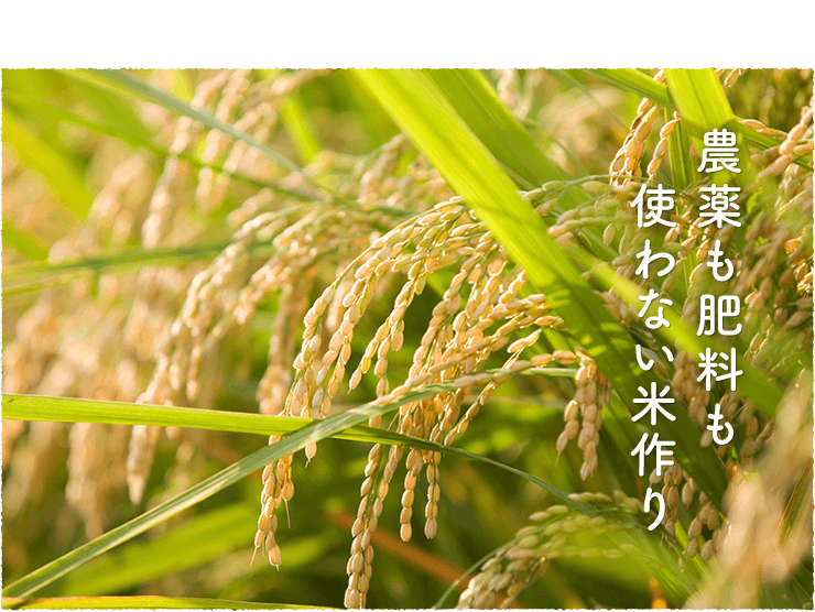 農薬も肥料も使わない米作り