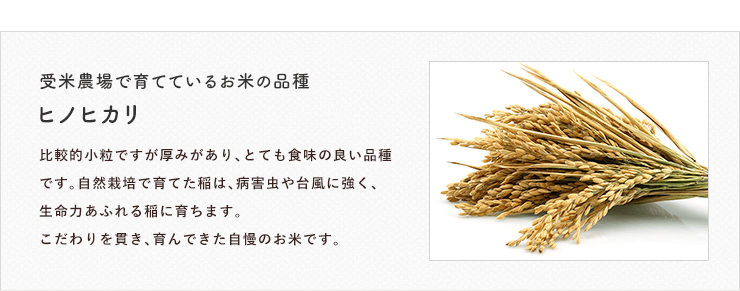 受米農場で育てているお米の品種 ヒノヒカリ