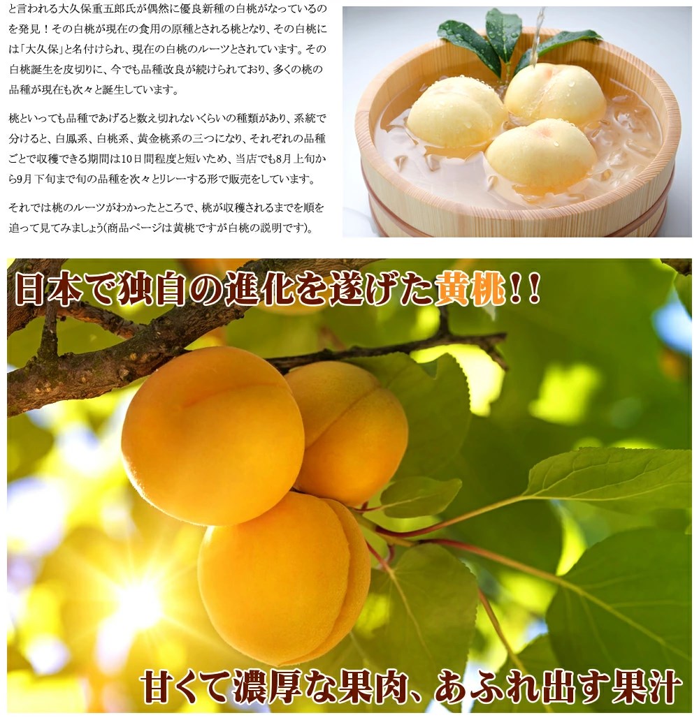 最終値下げ最終値下げ山形県産 もも 黄桃 3kg(秀品 有袋栽培 7〜13玉入り キャップ・トレー仕様) 桃 