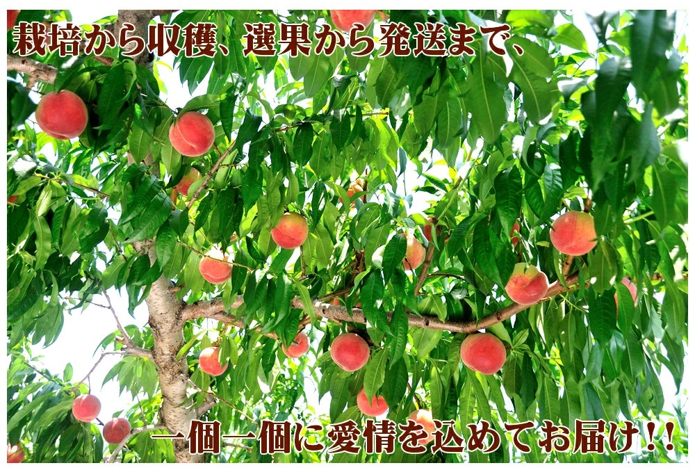 国内外の人気国内外の人気山形県産 ご家庭用 もも 黄桃 3kg(有袋栽培 玉数おまかせ トレー仕様) 桃