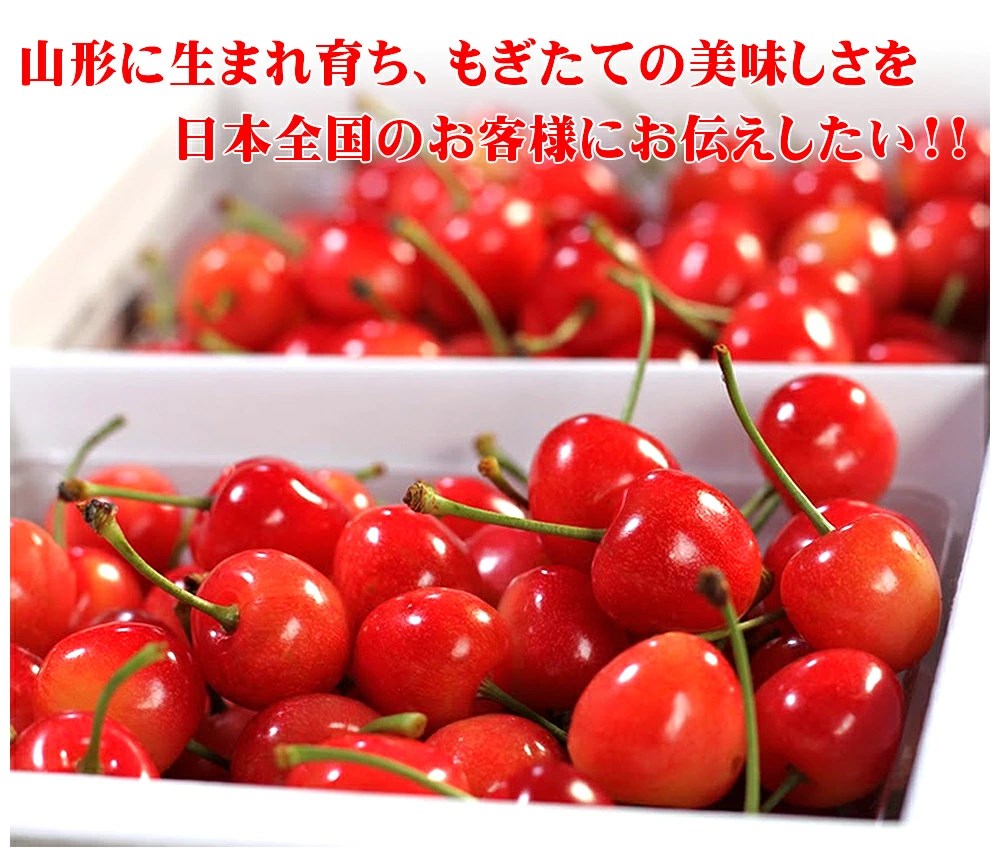 7月上旬から順次出荷予定/日時指定OK】山形県産 さくらんぼ 紅てまり