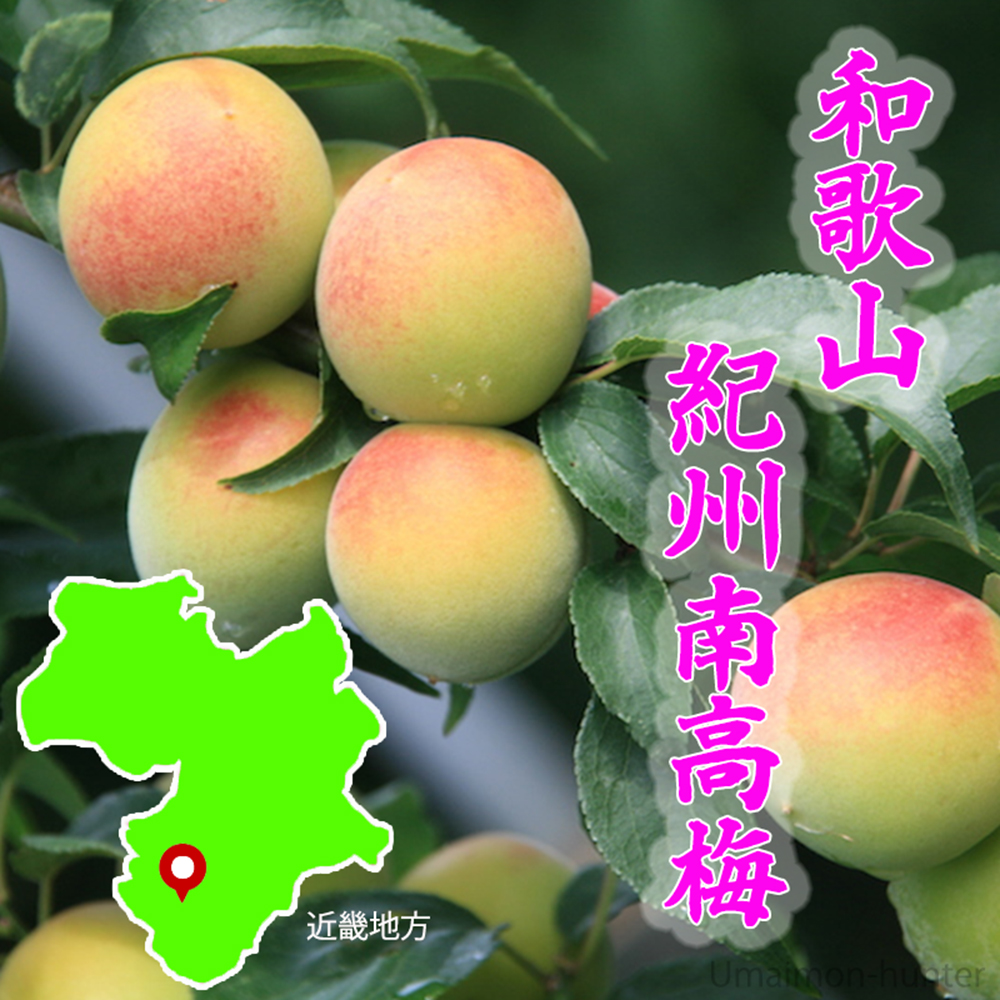 はちみつ梅（塩分約5％）家庭用 無選別 600g×1P 濱田 和歌山 : 旨い