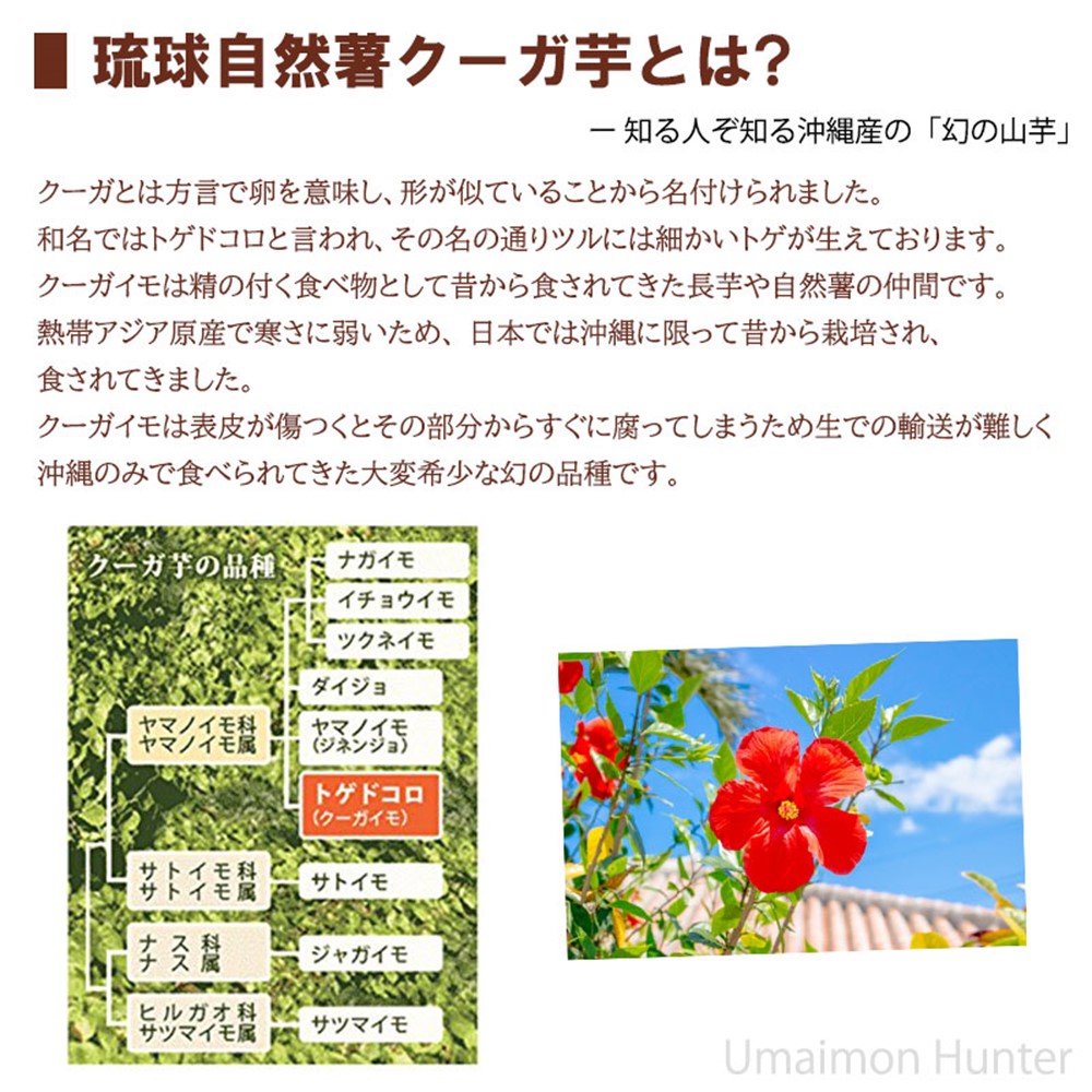 琉球自然薯 くーがいも焙煎茶 60g(3g×20袋)×1P ティーバッグ入り 渡具知農園 沖縄 土産 健康食品 ジオスゲニン豊富｜umaimon-hunter｜04