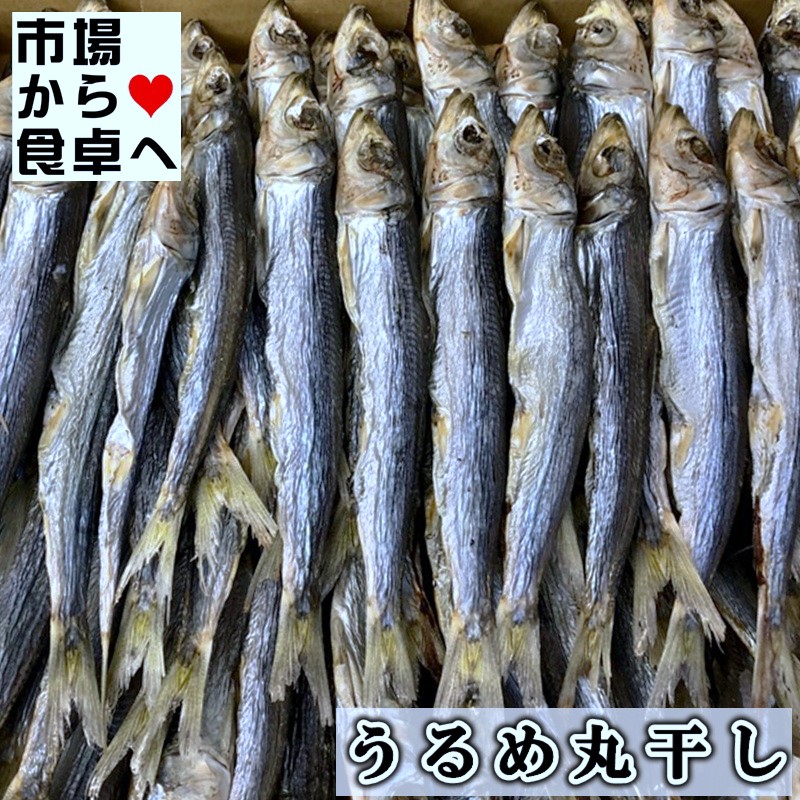 うるめいわし丸干し 1kg【上乾・鹿児島県産】しっかり干した本乾