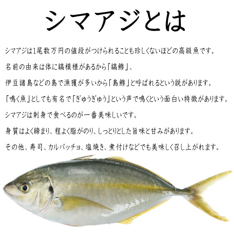 しまあじ 活き締め 約1 2ｋｇ 刺身用 生食用 小田原港 より 即日発送 うまいもの市場 活〆シリーズ 鮮度重視 旨味が違います 冷蔵便 kjglkk うまいもの市場yahoo 店 通販 Yahoo ショッピング