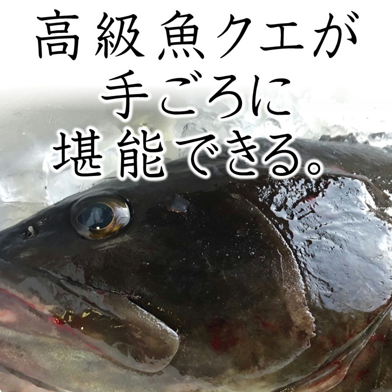 クエ 本 くえ ( 活じめ ・ 養殖 ）約2kg前後 刺身用 【 高級魚・産地直送 】 高級料理店、こだわりの店などでお使いいただいております 【冷蔵便】  :182112khg:うまいもの市場Yahoo!店 - 通販 - Yahoo!ショッピング